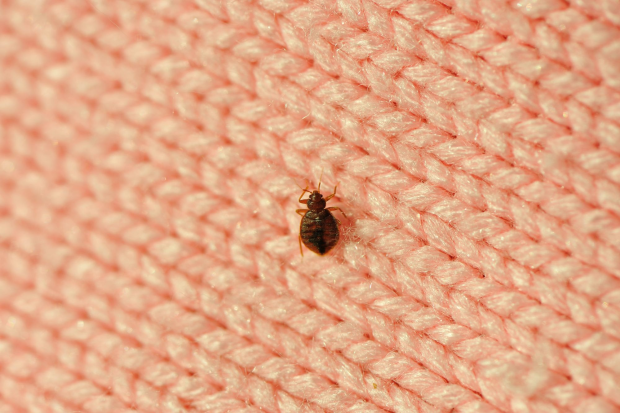 Bed-Bug-Treatment - Martinez Best Pest Pros | Martinez, CA