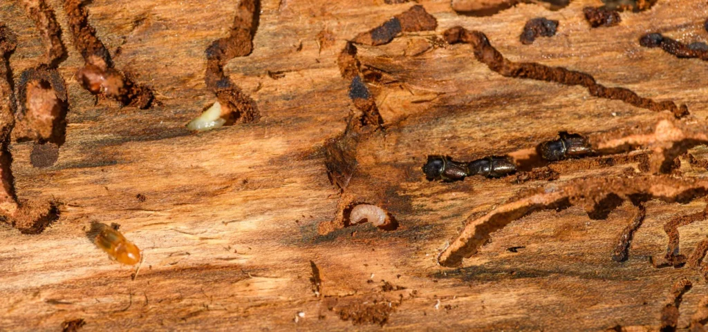 Is Your Home at Risk for Termite Damage - Martinez Best Pest Pros | Martinez, CA