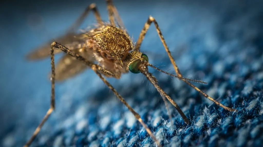 Mosquito Control - Martinez Best Pest Pros | Martinez, CA