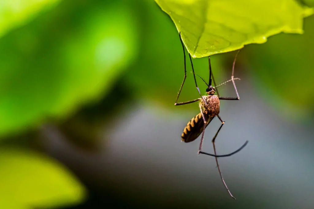 Mosquito-Control-for-Every-Outdoor-Space - Martinez Best Pest Pros | Martinez, CA