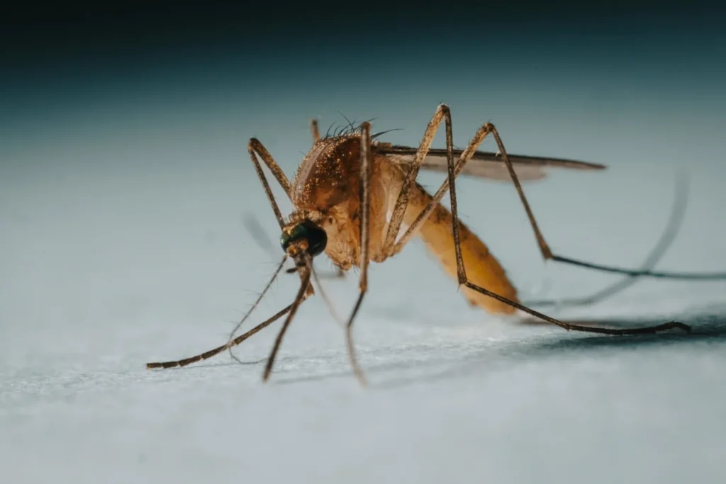 Protect Your Family from Mosquito-Borne-Diseases - Martinez Best Pest Pros | Martinez, CA