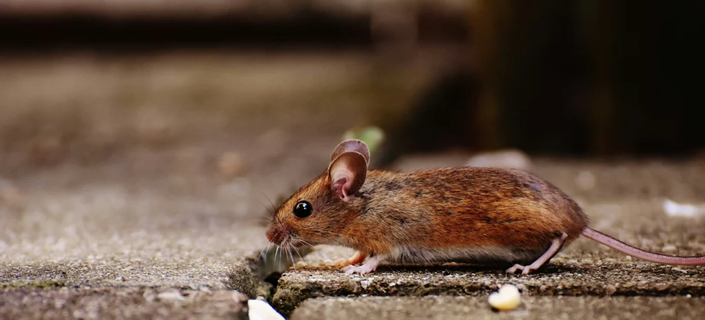 Residential-Commercial-Rodent-Solutions - Martinez Best Pest Pros | Martinez, CA