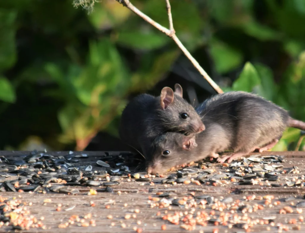Rodent-Removal - Martinez Best Pest Pros | Martinez, CA