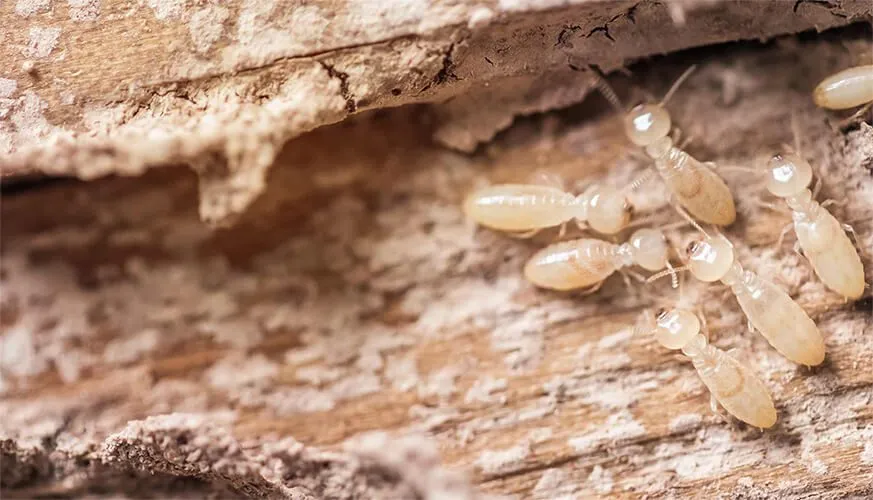 Signs You May Have a Termite Infestation - Martinez Best Pest Pros | Martinez, CA