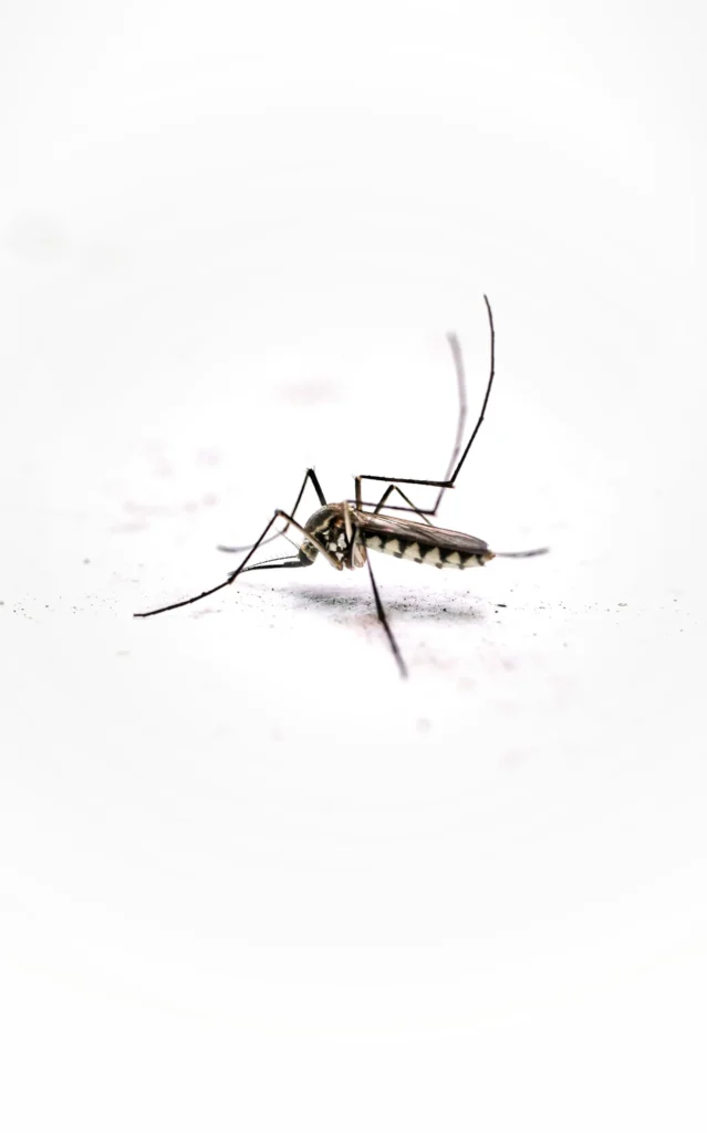 Tired of Mosquitoes Ruining Your Evenings - Martinez Best Pest Pros | Martinez, CA
