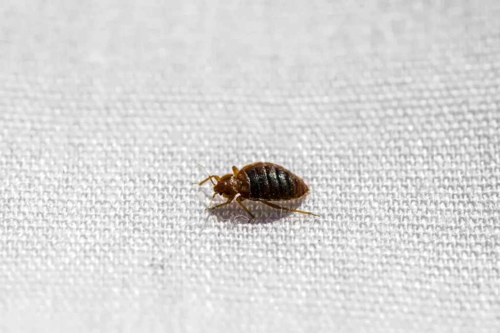 Why Bed Bug Heat Treatments Work Best - Martinez Best Pest Pros | Martinez, CA