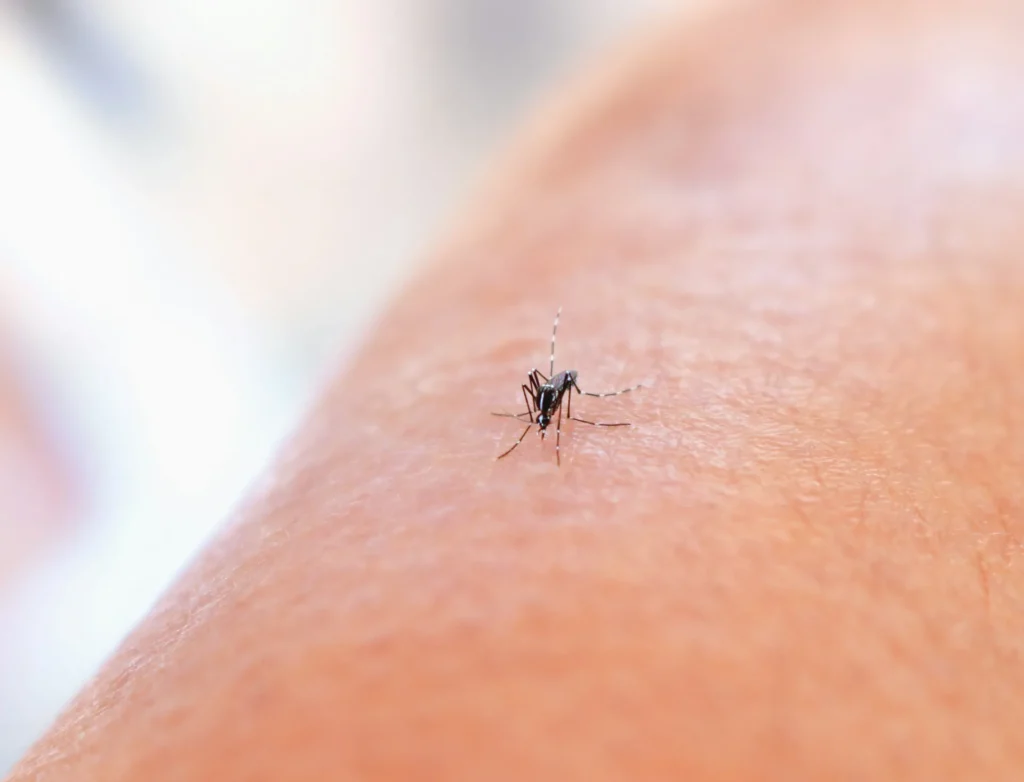 Why Choose Our Mosquito Control Services - Martinez Best Pest Pros | Martinez, CA