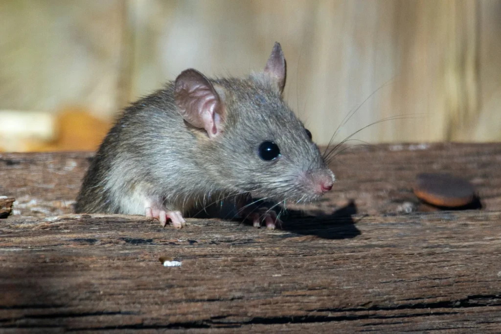 Why-Choose-Our-Rodent-Exterminators - Martinez Best Pest Pros | Martinez, CA